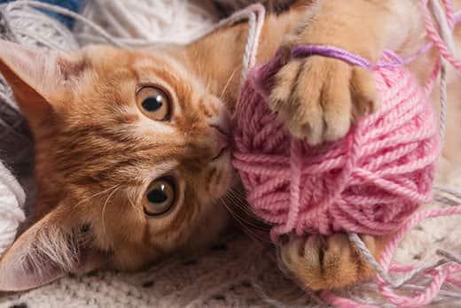 orange-kitten-playing-with-ball-of-yarn-SW Orange kitten playing with a pink ball of yarn.