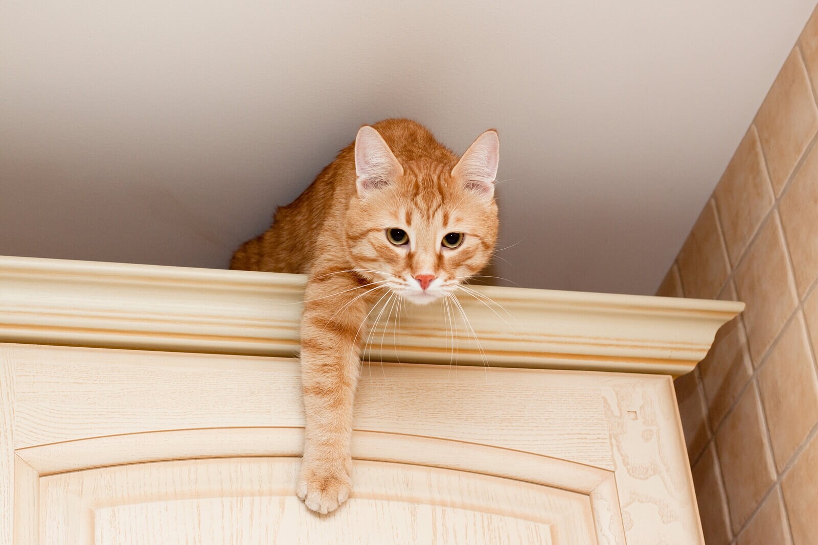 A young ginger tabby cat on top of a kitchen cabinet.