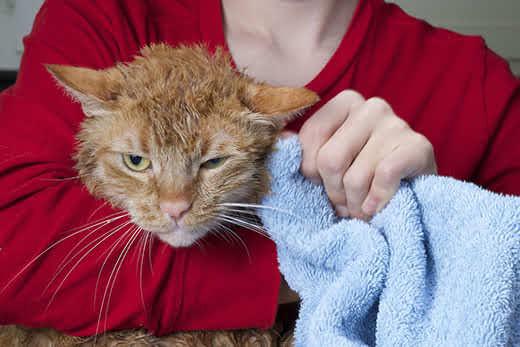 Orange Tabby Cat being towel dried after a flea bath.