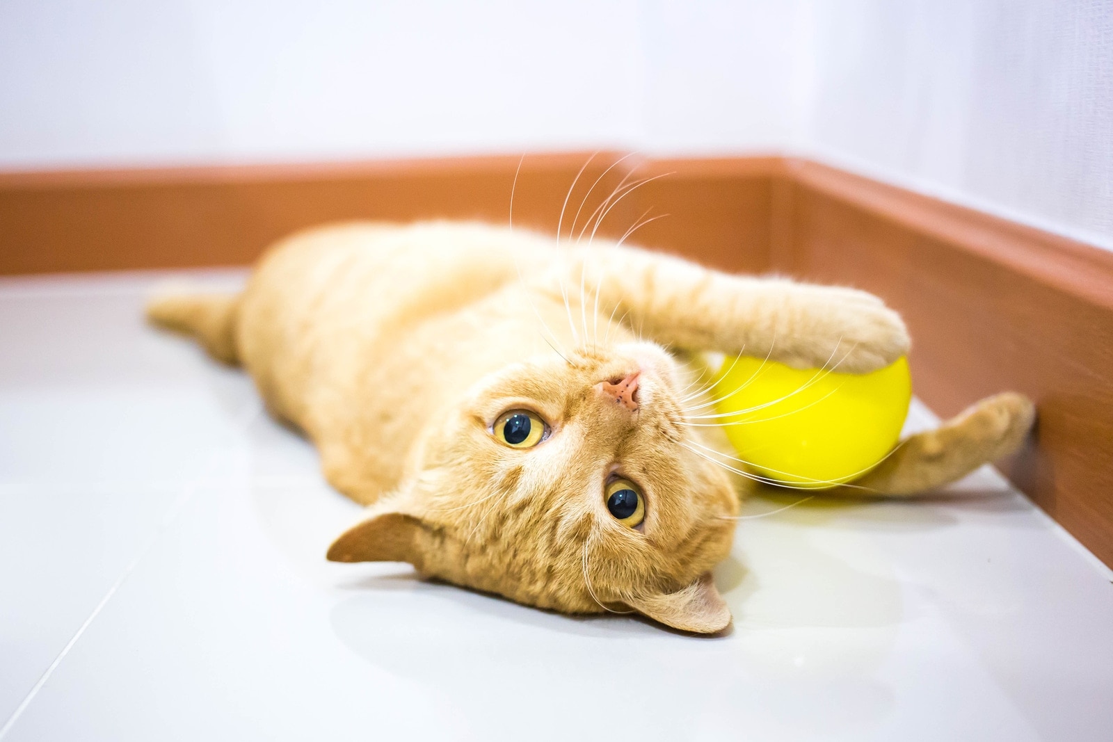 orange-tabby-kitten-playing-with-yellow-ball Orange tabby kitten lying down playing with yellow ball on floor