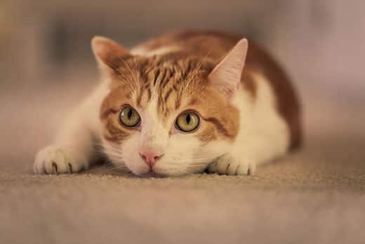 orange-white-cat-laying-face-forward-SW Orange and white cat with ears pointed in different directions laying with head down facing forward.