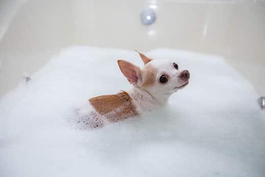 Orange and white Chihuahua in a bubble bath