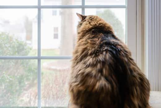 Overweight long-haired orange and black cat staring out a window.