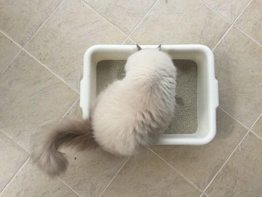 persian-cat-in-litter-box-SW Persian cat standing in white litter tray on tile floor.