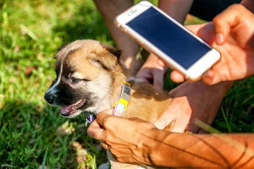 person-scanning-qr-code-on-puppy-collar-SW Person scanning a QR code on the back of a puppy's collar outdoors.