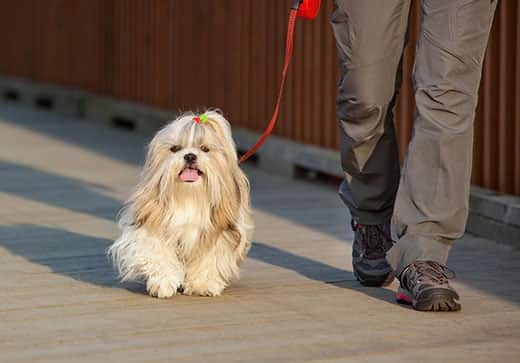 Shih Tzu with bow in hair walks on leash beside human Shih Tzu with bow in hair walks on leash beside human