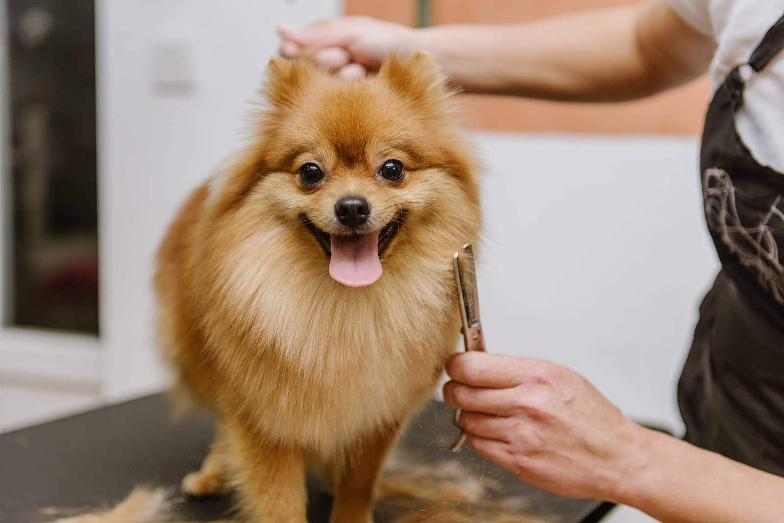 pomeranian-getting-groomed-SW Blonde Pomeranian mix being groomed