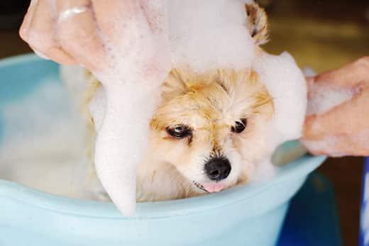 pomeranian-getting-shampoo-bath-SW Small pomeranian puppy getting a bath and massage with bubbles.