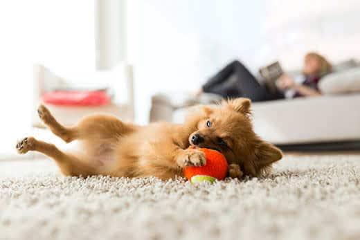 Portrait of beautiful young woman with her dog playing with ball at home. Portrait of beautiful young woman with her dog playing with ball at home.