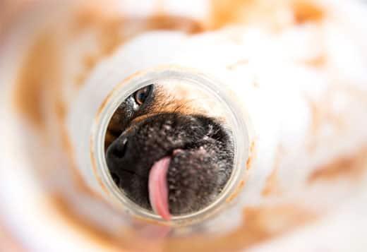 pug-licking-the-inside-peanut-butter-jar-SW Pug licking the inside of a peanut butter jar