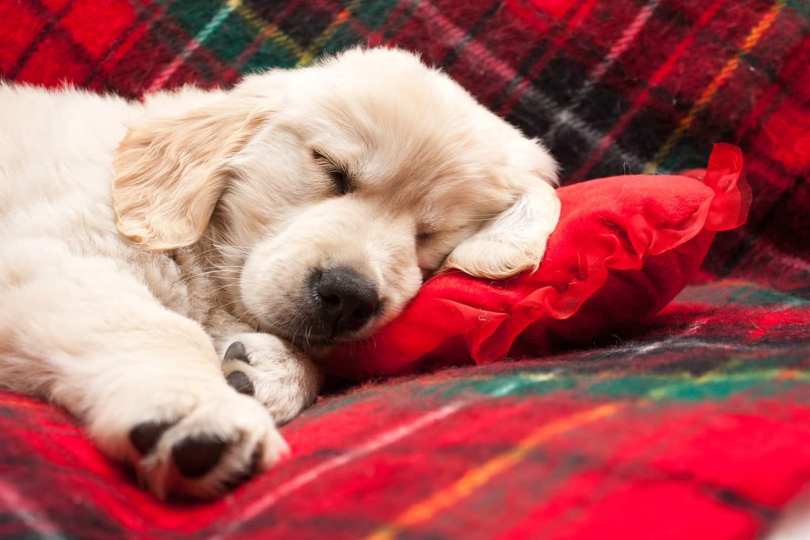 Golden retriever puppy asleep on red flannel blanket.