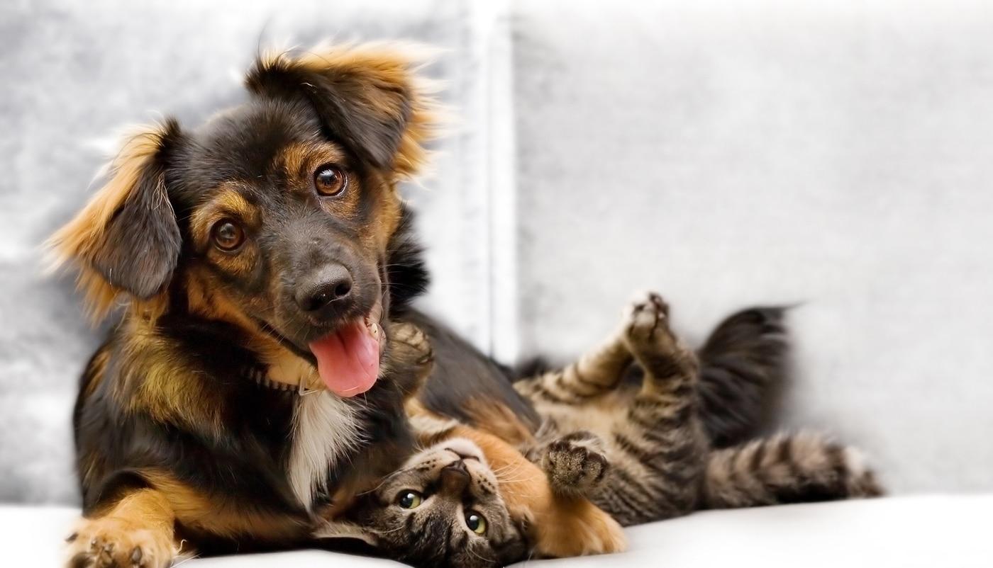puppy-kitten-playing-on-couch Puppy and kitten playing on a couch