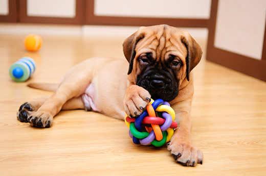 puppy-mastiff-playing-with-chew-toy-SW Puppy mastiff plays with colorful chew toy while lying on wood floor.