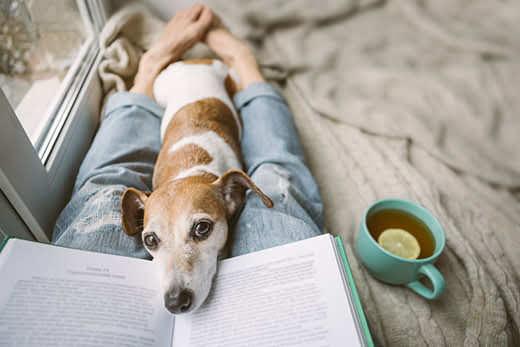 Reading at home with pet. Cozy home weekend with interesting book, dog and hot tea. Beige and blue. Chilling mood Reading at home with pet. Cozy home weekend with interesting book, dog and hot tea. Beige and blue. Chilling mood