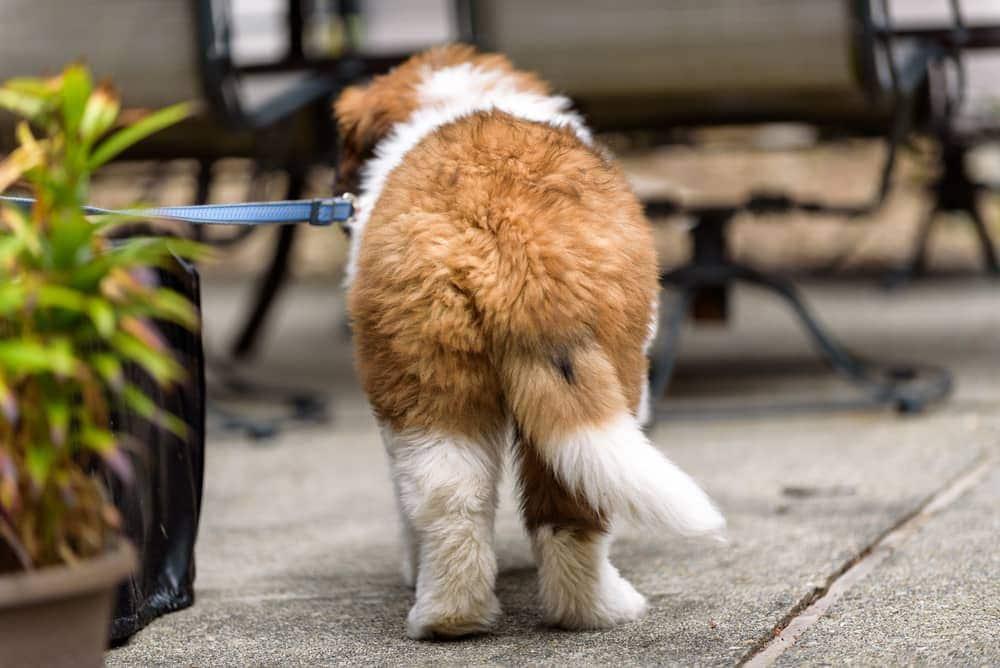 saint-bernard-puppy-from-behind-SW Backside of Saint Bernard puppy on a leash on patio.