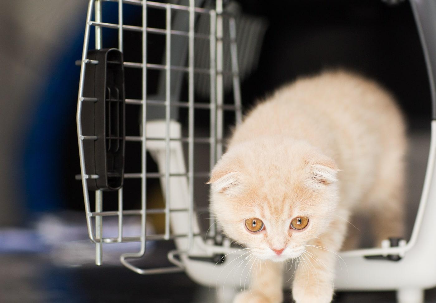 Scottish fold kitten with orange eyes walks out of cat carrier.