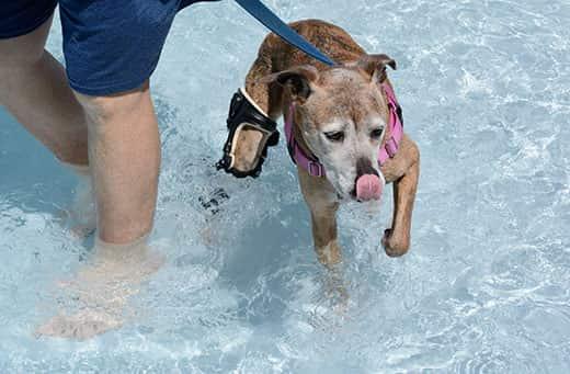 Older mixed breed boxer with white face wearing orthotic brace swimming in swimming pool.
