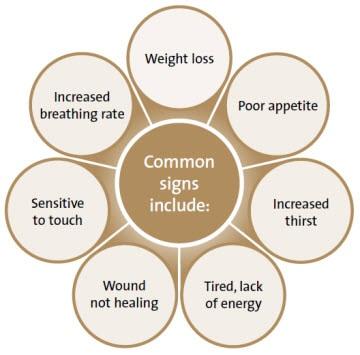 Common signs of dental disease