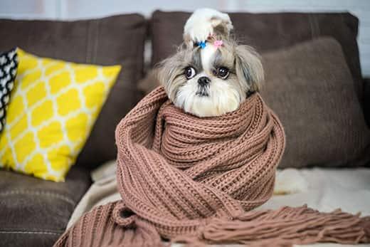 shih-tzu-wrapped-in-brown-scarf-SW Shih Tzu wrapped up in a brown scarf on a couch.