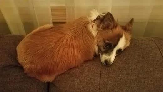 Small brown dog laying on the back of a couch.