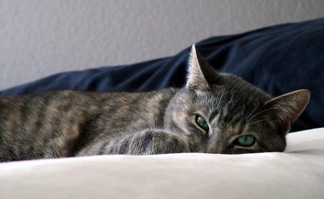 Striped gray cat with green eyes burries head as she lies on a bed