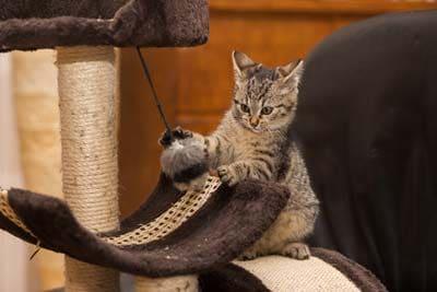 Small striped kitten playing with kitten toy standing on cat tree.