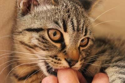 Gray tabby cat nibbling on the knuckle of a human's finger.