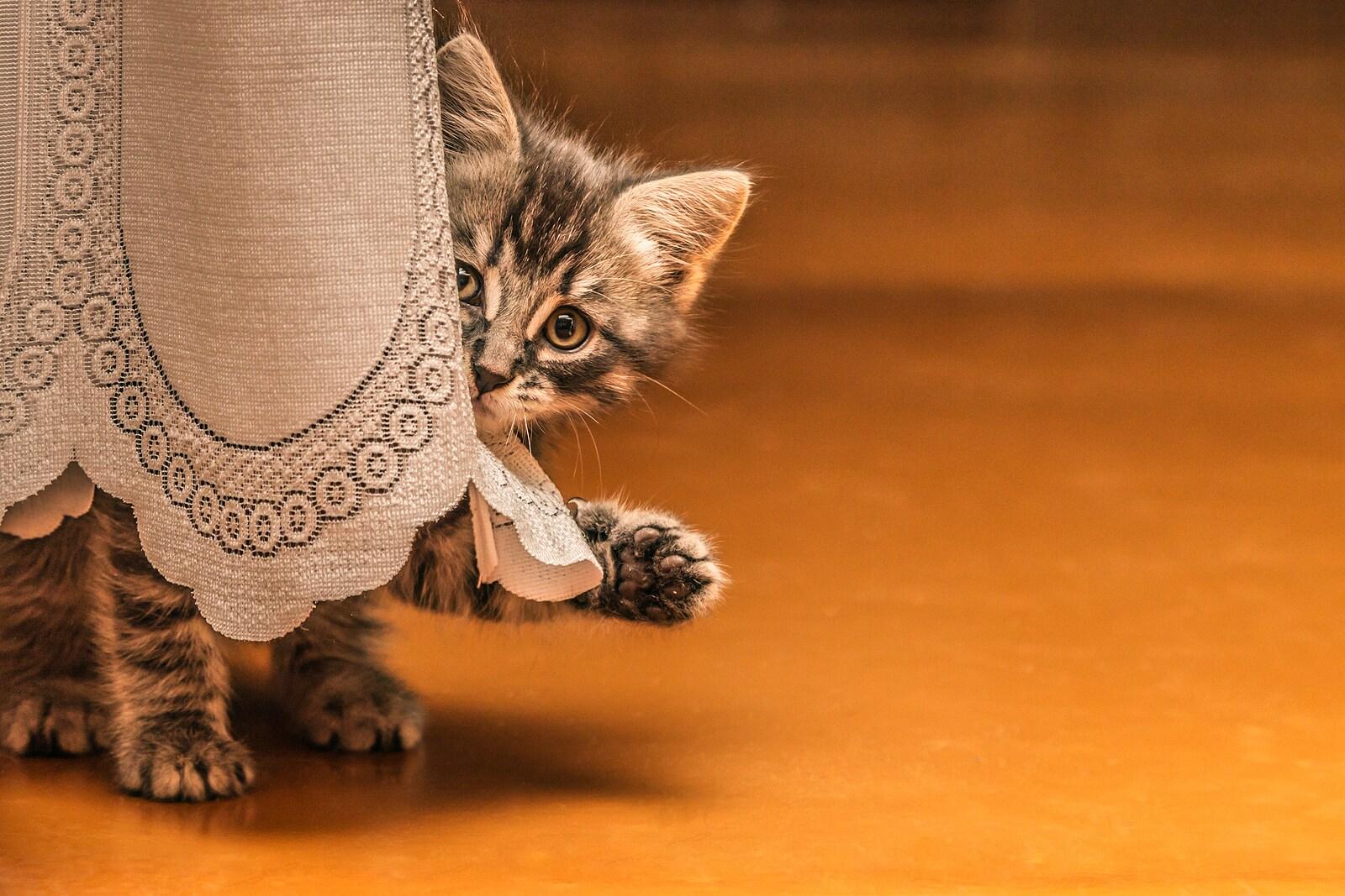 Little tabby kitten hiding behind a table cloth with paw out.