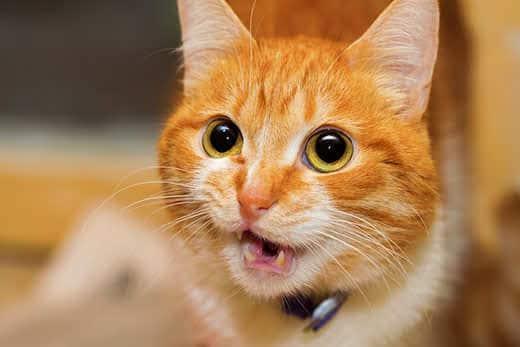 Talking red cat closeup portrait. The cat is serious and his expression is serious Talking red cat closeup portrait. The cat is serious and his expression is serious
