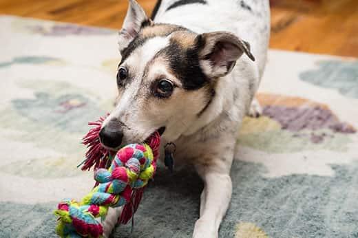 A terrier mix plays tug with colorful rope toy.