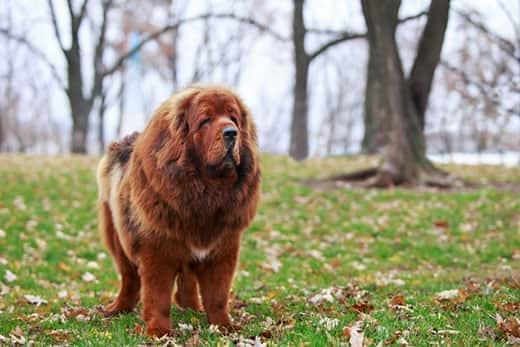 tibetan-masstiff-standing-in-a-park-SW Tibetan Mastiff standing in a park on the grass during fall.