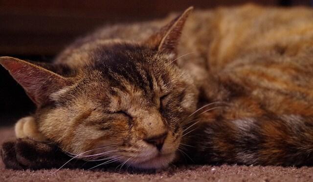 tortoise cat sleeping on a rug
