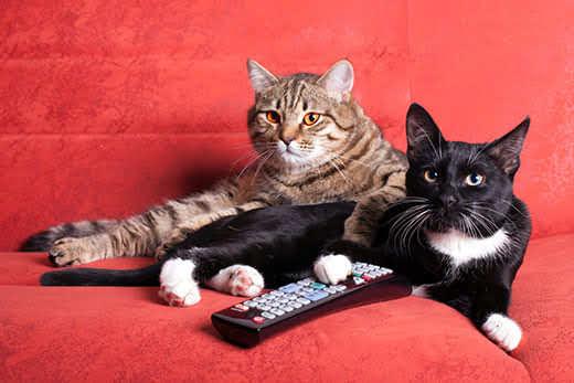 two-cats-on-red-sofa-with-tv-remote-SW Two cats on red sofa with TV remote control in front of them.