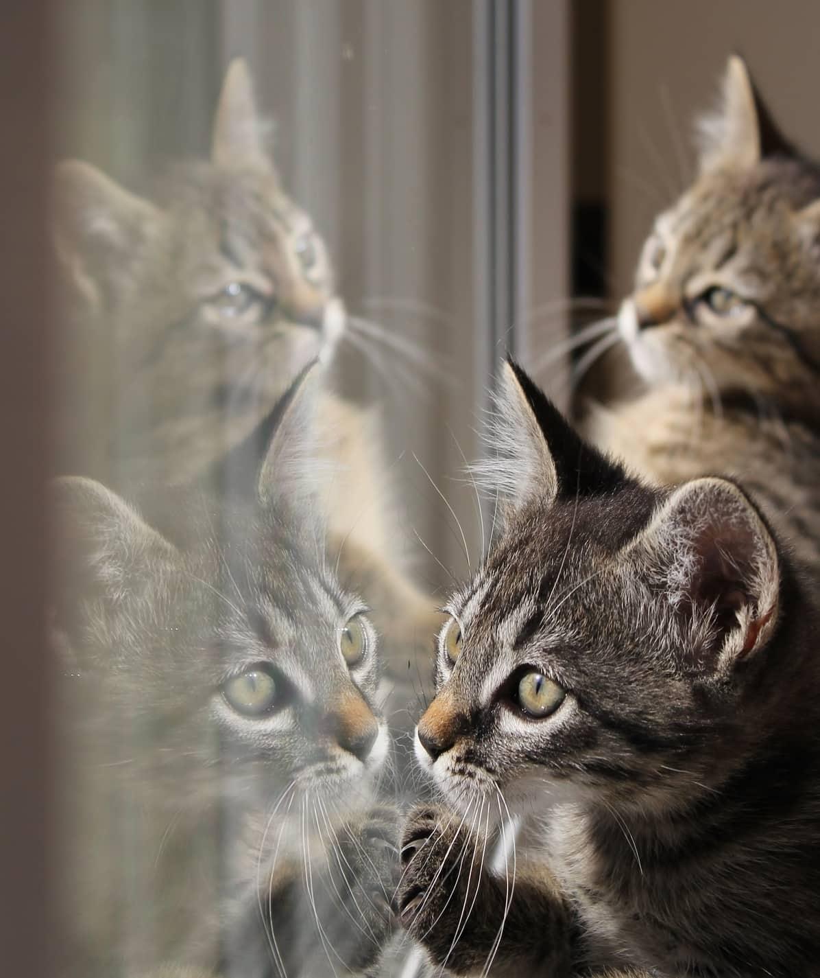 two-cats-reflections-in-window-as-they-stare-out-SW Tabby kittens look in a window pane with their reflections on the window