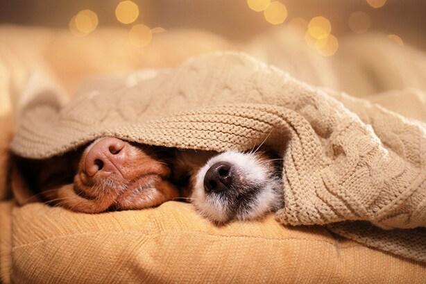 Two dogs covered with a blanket