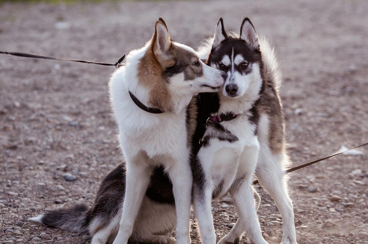 two-husky-pups One husky kissing another while sitting outside.
