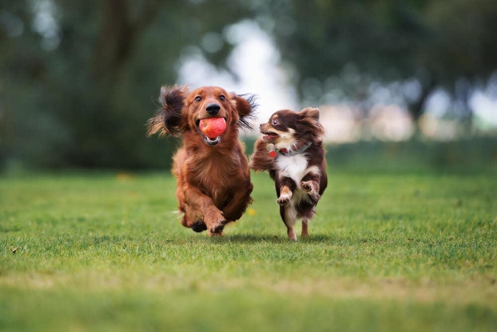 two dogs running