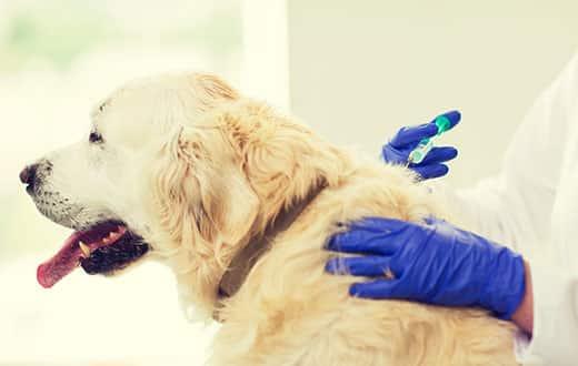 vet-giving-golden-retriever-vaccination-SW Close-up of veterinarian doctor with syringe making vaccine injection to golden retriever dog at vet clinic