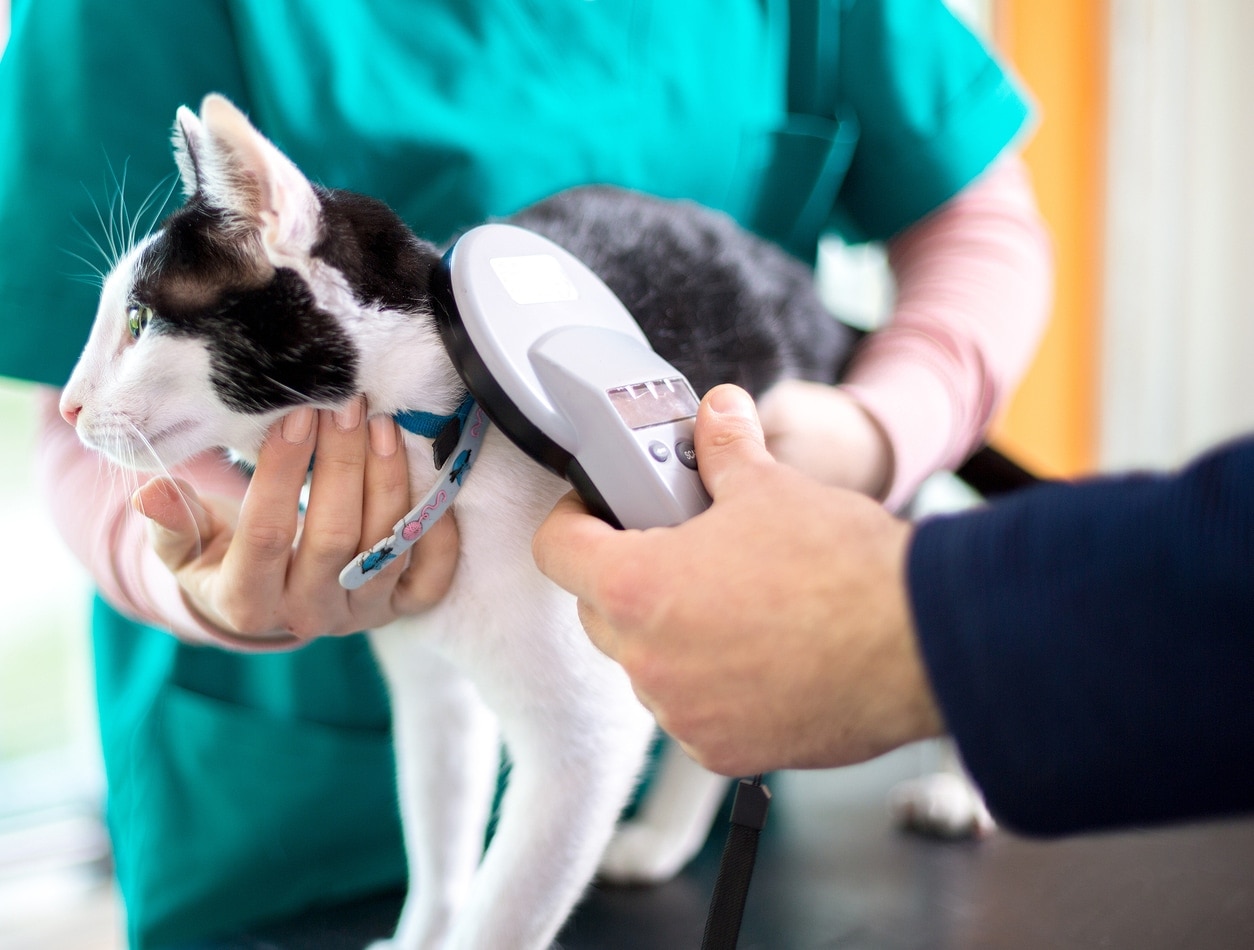vet-scanning-cats-microchip Veterinarian scans a black and white cat for microchip