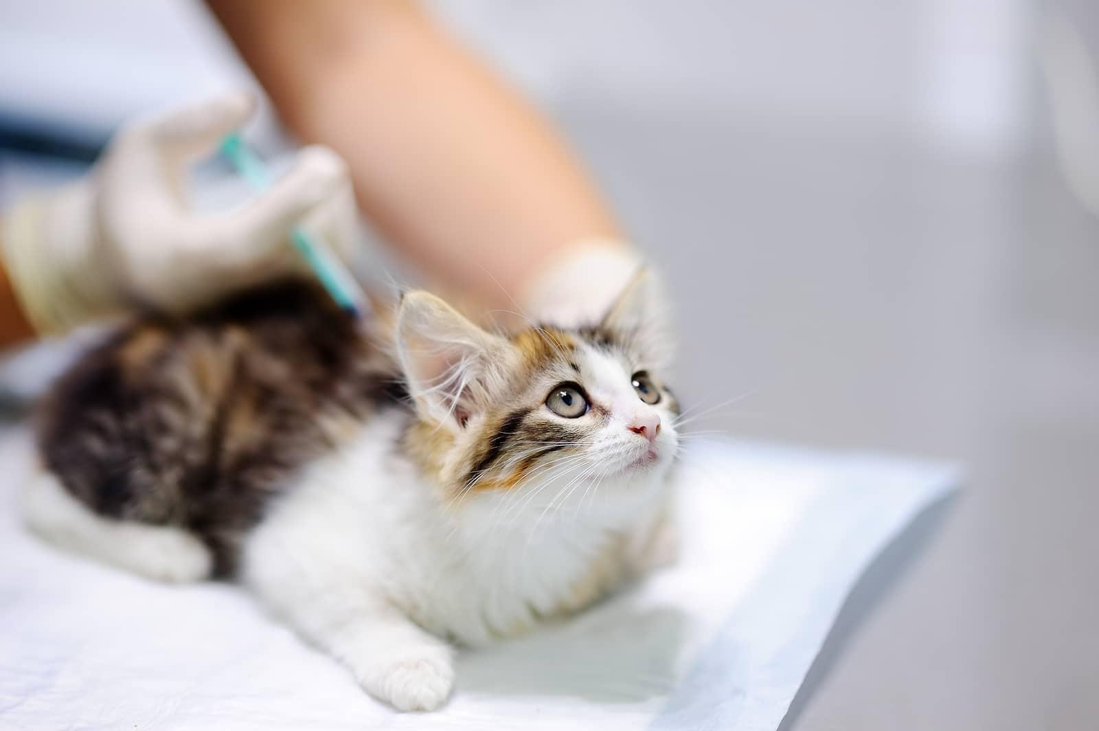 Veterinarian vaccinating kitten