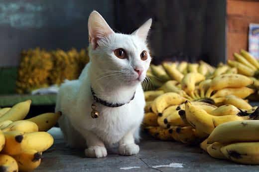 white cat sitting next to many bunches of bananas white cat sitting next to many bunches of bananas