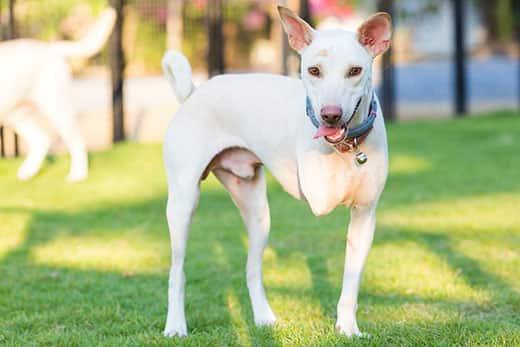 White dog with three legs smiles while standing in a park.