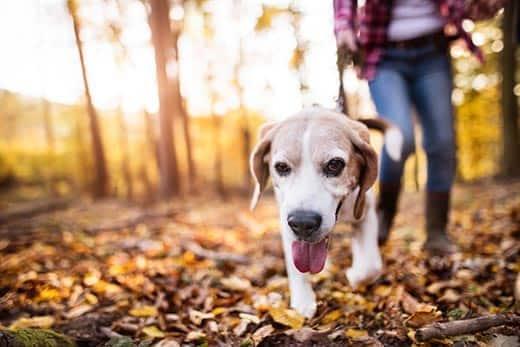 woman walks a beagle through the forest during autumn.