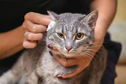woman-cleaning-gray-cats-ears-SW Woman cleans out the ears of a gray cat with yellow eyes.