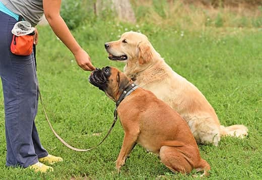 Woman gives a treat to a boxer sitting at the park, while a golden retriever sits next to him.
