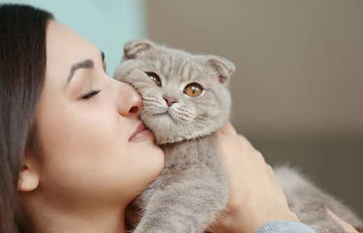 woman-snuggles-gray-scottish-fold-cat-SW Woman holds gray Scottish fold cat against her face in a snuggling action.