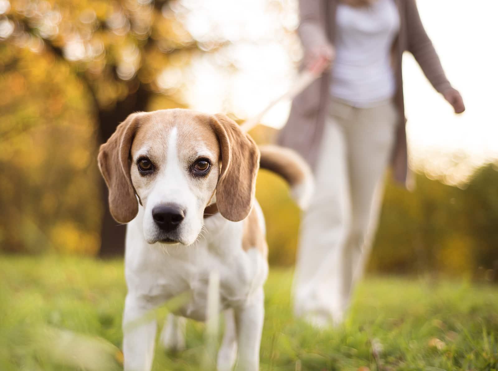 woman-taking-beagle-for-walk-outside-SW