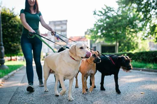 Woman in green t-shirt walks four dogs in a city park.