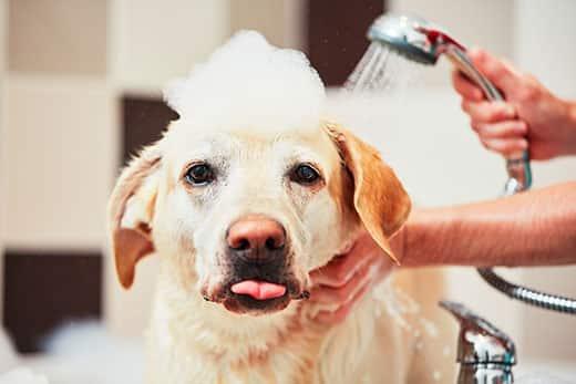 yellow-lab-getting-bathed-shampoo-on-head-SW Yellow lab gets bathed with shampoo bumbles on head.