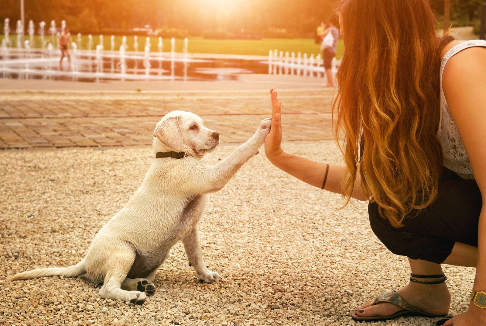 Yellow lab puppy and woman high-fiving in park at sunset.